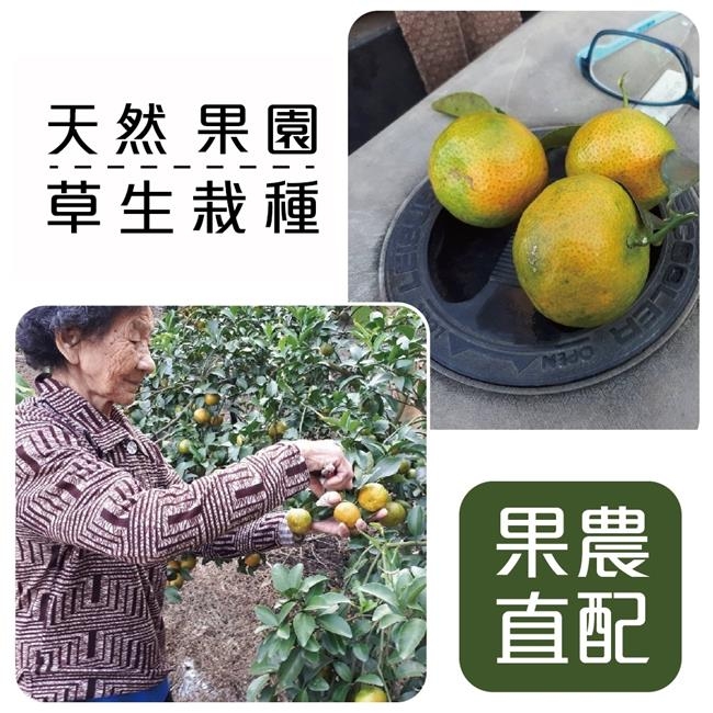 【天天果園】南投草生栽種珍珠柑5斤