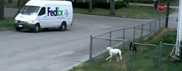 FedEx driver's rough day caught on video