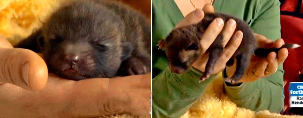 Abandoned 'puppy' surprises rescuers