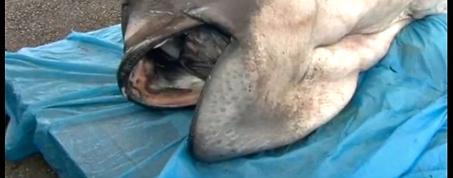 58th known sighting of rare megamouth shark