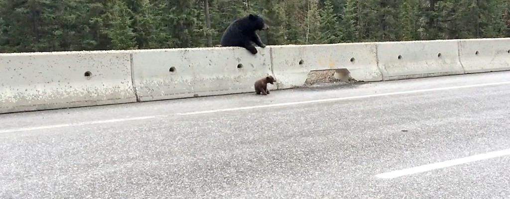 Mama bear comes to stranded cub's rescue