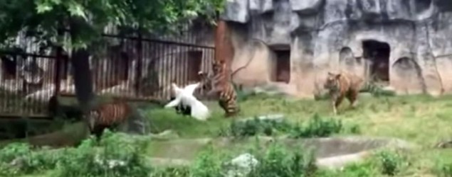 Crane versus three tigers: Guess ..  <a href=