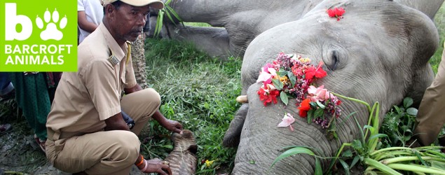 elephany_635x250_1467030389.jpg