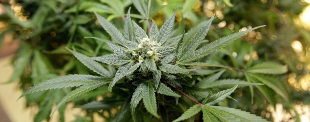 California gets go-ahead to vote on legalization of marijuana. (Carlos Osorio/AP)