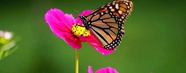 A monarch butterfly. (Getty Images)