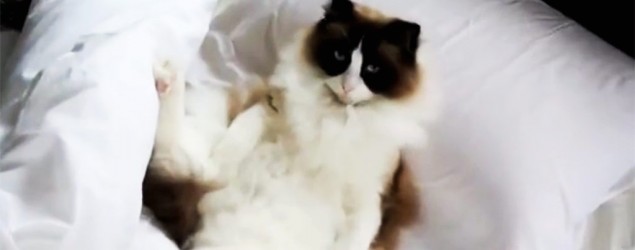 Grumpy cat gets caught lounging in bed. (Storyful on Yahoo)