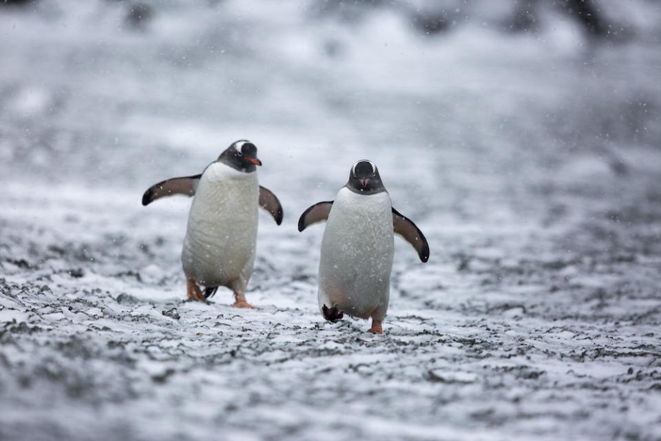 For Earth Day, we are sharing three days in the life of Tasha Van Zandt. Van Zandt is a conservation photographer focused on documenting climate change to teach its dangers. Read more to learn about Van Zandt's experience on the National Geographic Explorer ship as she films a documentary in Antarctica.