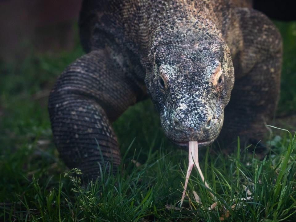 A Komodo dragon sticking out its tongue.