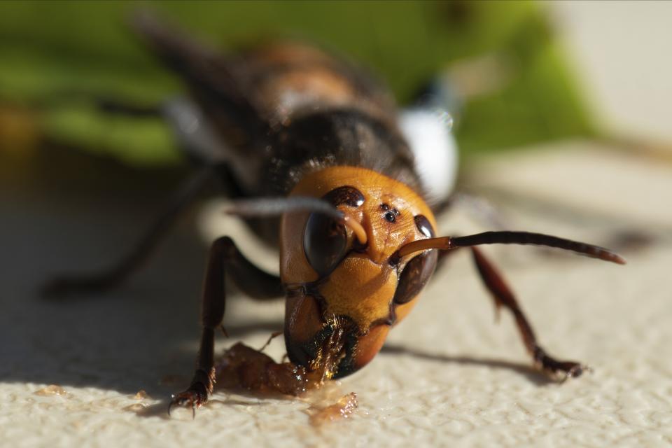 In photo provided by the Washington State Dept. of Agriculture, an Asian Giant Hornet wearing a tracking device is shown Thursday, Oct. 22, 2020 near Blaine, Wash. Scientists have discovered the first nest of so-called murder hornets in the United States and plan to wipe it out Saturday to protect native honeybees, officials in Washington state said Friday, Oct. 23, 2020. (Karla Salp/Washington Dept. of Agriculture via AP)