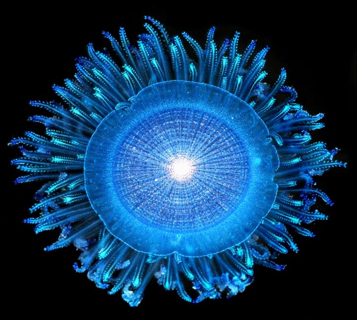 <div class="inline-image__caption"><p>Blue button jellies, known by their scientific name Porpita, float on the ocean’s surface using a round disc, and drift where the current takes them.</p></div> <div class="inline-image__credit">Denis Riek</div>