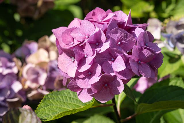 <p><a href="https://www.gettyimages.com/detail/photo/penny-mac-hydrangea-macrophylla-royalty-free-image/1397406641" data-component="link" data-source="inlineLink" data-type="externalLink" data-ordinal="1">AL-Travelpicture</a> / Getty Images</p>