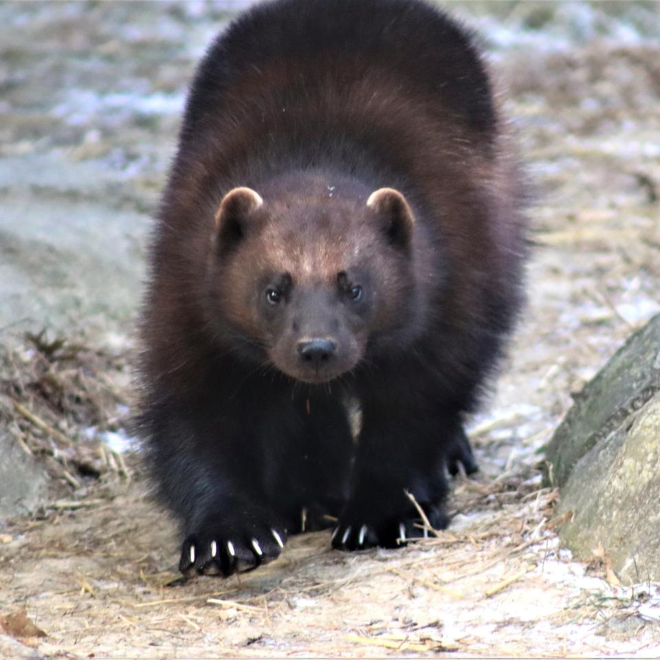Olive the Wolverine is the newest attraction at the Henson Robinson Zoo, which opens for the season on Saturday.