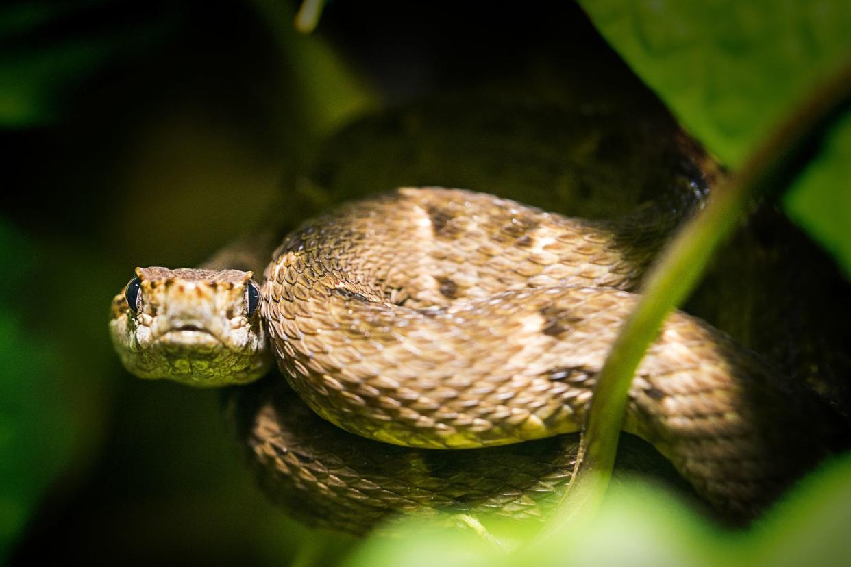 bothrops lancehead pit viper up close, looking at the camera