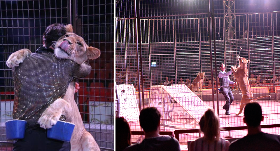 A Stardust Circus trainer working with lions before a crowd. Source: Stardust Circus 