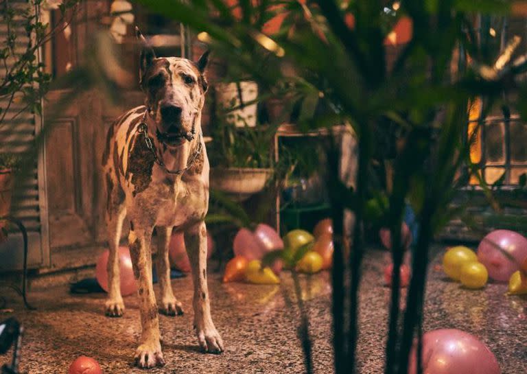 El perro actor que interpretó a Lobito