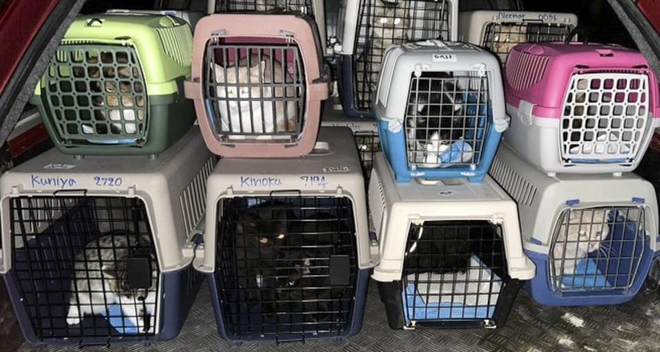 Cats rescued from Ukraine