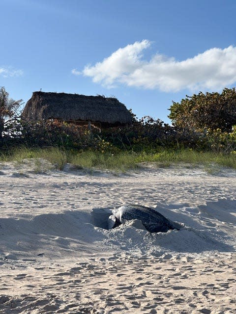 Veronica Baruffati was stunned and delighted when this sea turtle arrived on the beach to lay eggs during daylight hours March 20, 2024 on the south end of Palm Beach. Photo By Veronica Baruffati