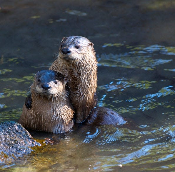 A pair of river otters in water.