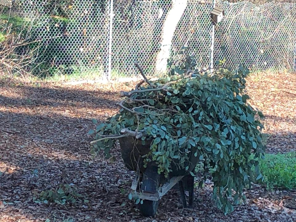 Prune fruit and shade trees and shrubs such as apple, crape myrtle, pear, rose, spirea, and stone fruits. Make cuts properly to encourage good form and structure. Remove dead, diseased, and borer-infested wood.