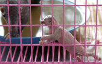 <p>A newborn baby pangolin climbs the walls of a cage during a news conference at Thai customs in Bangkok April 20, 2011. The Thai custom office showed 175 pangolins they found hidden in a truck heading into Bangkok early this morning. Pangolins, or Manis Javanica, listed as endangered species in CITES (Convention on International Trade in Endangered Species), are found in Southeast Asia. Some people believe that its meat and blood can enhance sexual virility. (Photo: Damir Sagolj/Reuters) </p>