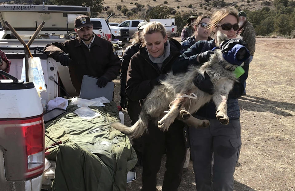 This Jan. 30, 2020 image shows members of the Mexican gray wolf recovery team preparing to load a wolf into a helicopter in Reserve, N.M., so it can be released after being processed during an annual survey. The Fish and Wildlife Service on Wednesday, March 18 announced the result of the latest survey, saying there are at least 163 wolves in the wild in New Mexico and Arizona. That marks a nearly 25% jump in the population from the previous year. (AP Photo/Susan Montoya Bryan)