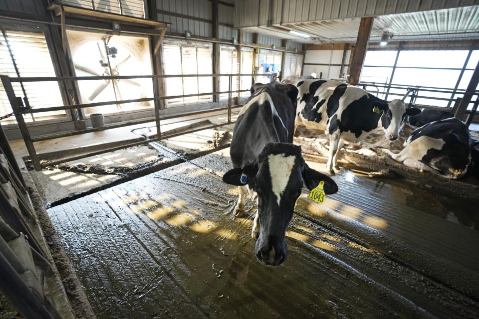 Cows stands near a fan in the freestall barn on the Ted and Megan McAllister dairy farm, Monday, July 24, 2023, in New Vienna, Iowa. More intense summer heat resulting from emissions-driven climate change means animal heat stress that can result in billions of dollars in lost revenue for farmers and ranchers if not properly managed. The McAllister family installed new fans above the beds where their cows lie. (AP Photo/Charlie Neibergall)