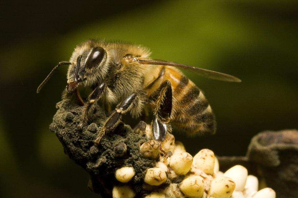 Killer sting: An Africanised honey bee: Shutterstock