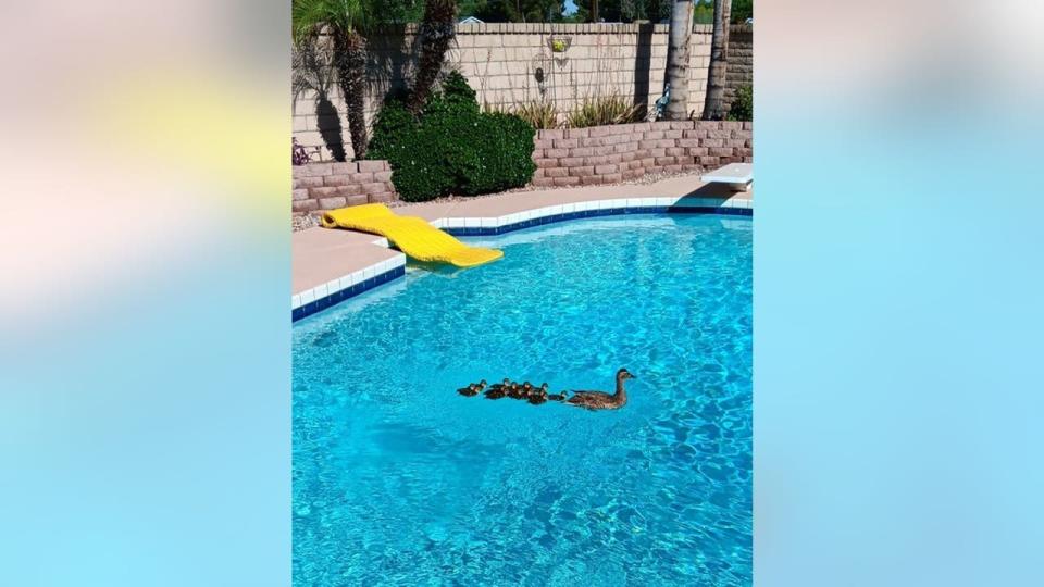 <div>A mama duck and her ducklings used a Glendale pool to cool off in the Arizona heat. Thanks to Mary Kirkevold for submitting this photo!</div>