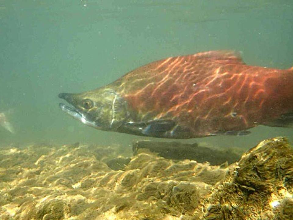 A kokanee salmon. Researchers looking at DNA taken from kokanee in Yukon's Kathleen Lake system found that a population crash didn't appear to have a significant impact on genetic diversity. (Carmen Wong/Parks Canada - image credit)