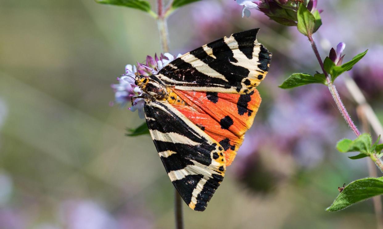 <span>Warmer winters allow Jersey tiger caterpillars to survive.</span><span>Photograph: Jonathan Lees/Alamy</span>