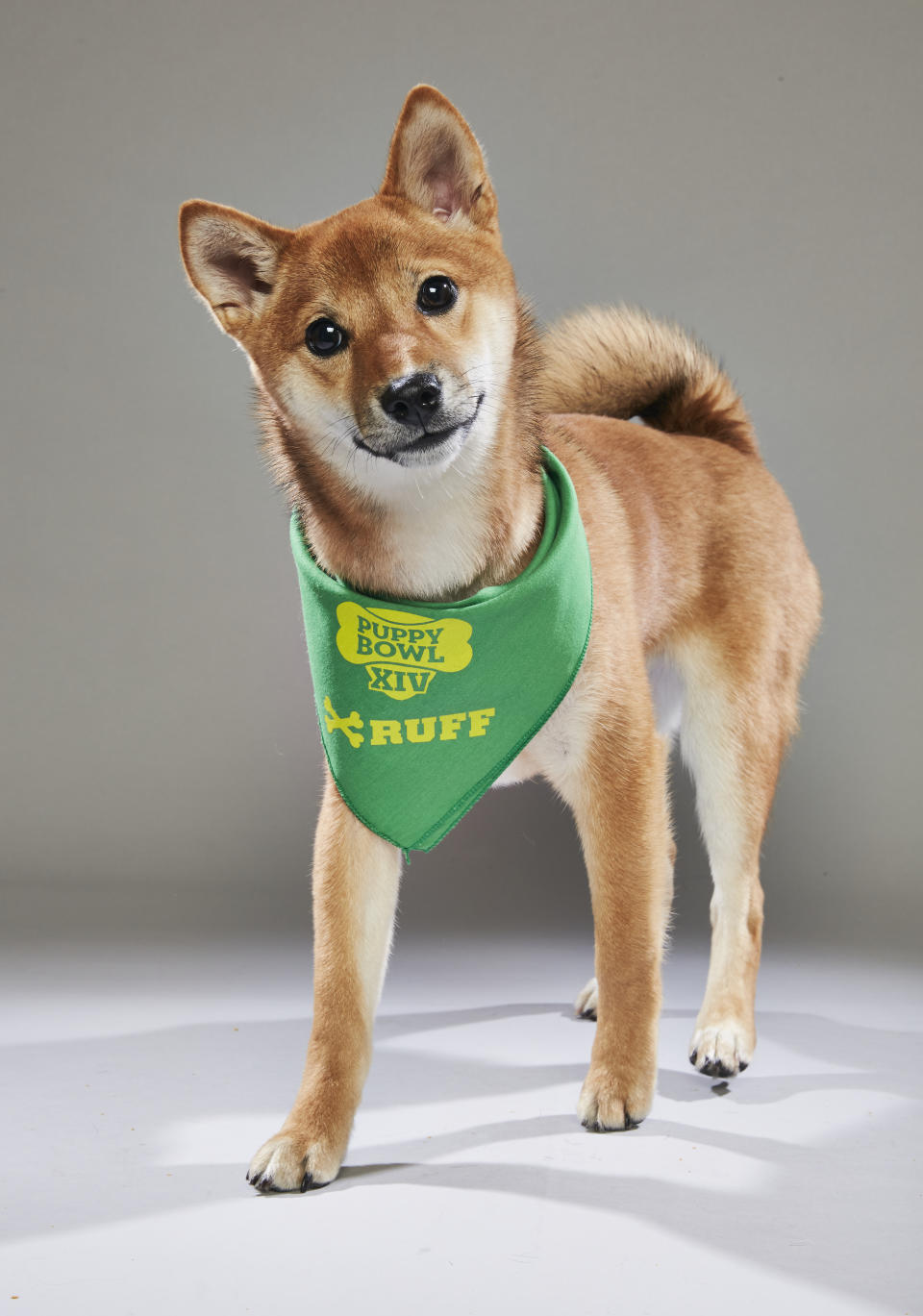 <p>Team: Ruff<br> From: AHeinz57 Pet Rescue<br> (Photo: Animal Planet) </p>