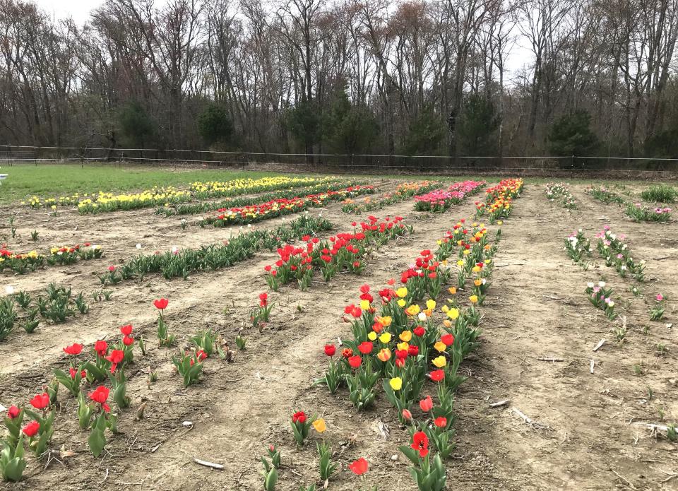 A variety of colorful tulips were available for purchase at Golden Hour Tulips farm in Berkley on April 18, 2023.