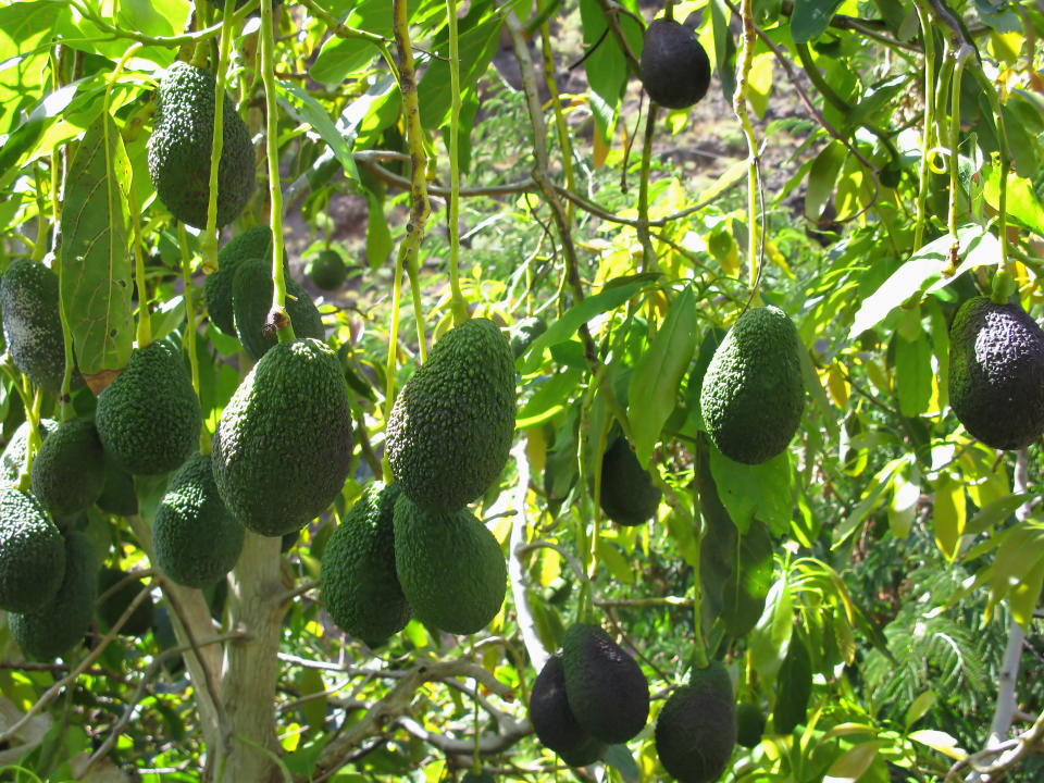 Avocados actually don't ripen while on the tree, even when it's&nbsp;physiologically mature. They only ripen once picked. (Photo: Digitaler Lumpensammler via Getty Images)