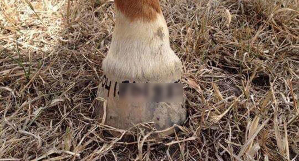 Advice to write mobile numbers on horse hooves was wrongly repeated according to the Rural Fire Service. Source: Facebook