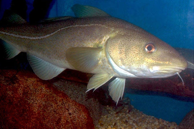Cod is an ocean fish found in the Atlantic Ocean, especially off the coast of New England.