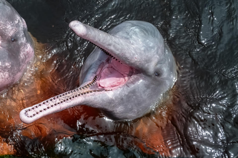 Ein Flussdelfin in Novo Airao, Brasilien. (Bild: Getty)