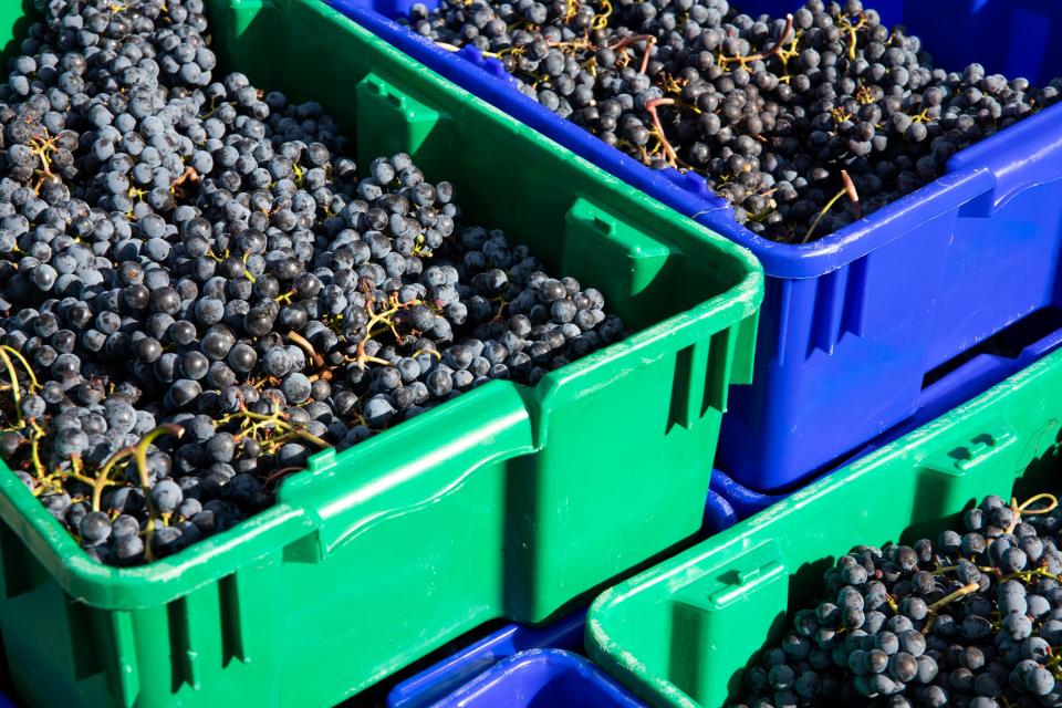 Grapes ready to be crushed.