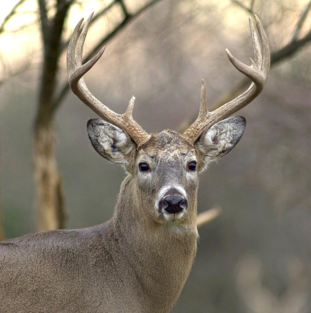 When does Ohio's whitetailed deer hunting season begin? Here's what to