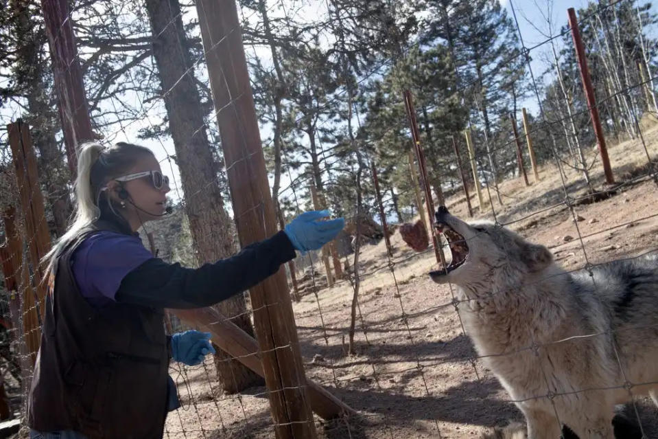 Lobos Colorado Estados Unidos