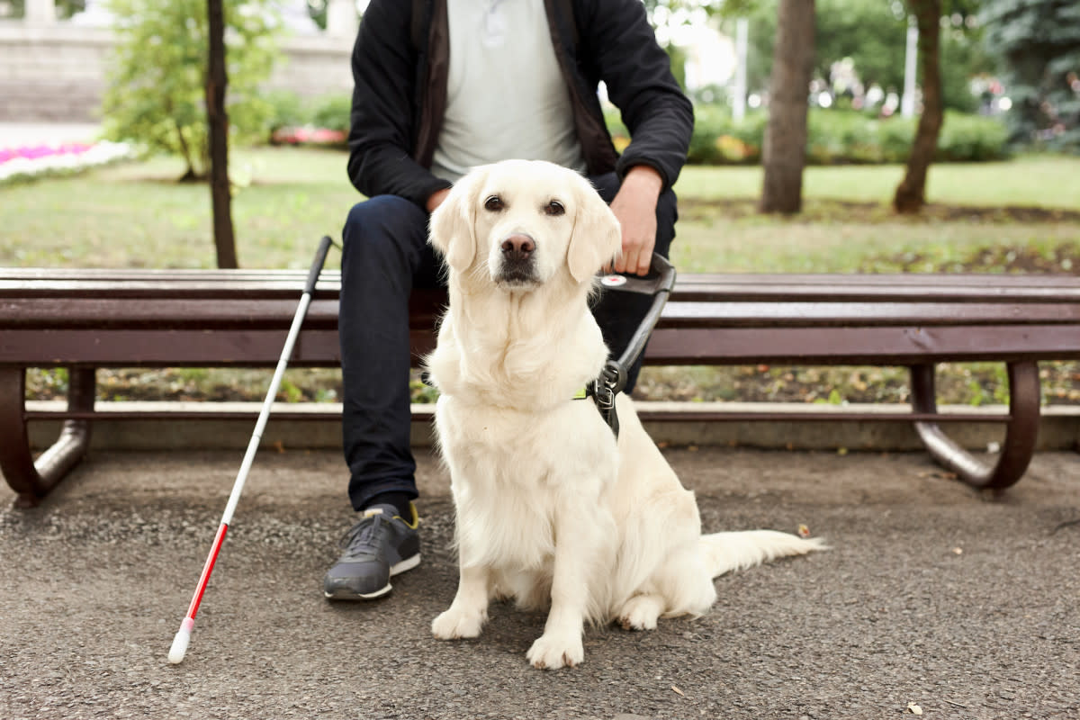 Don't bother a guide dog. <p>Roman Chazov/Shutterstock</p>