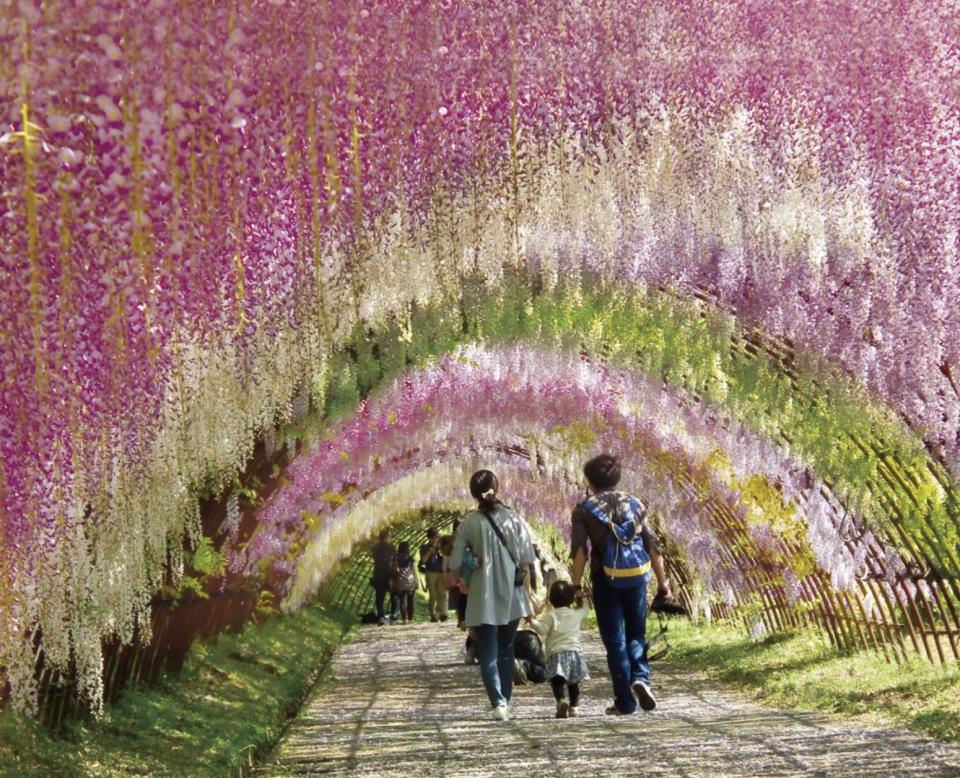 日本旅遊｜福岡紫藤花季必去景點！CNN「日本最美麗地方」河內藤園 110米長夢幻紫藤花隧道＋22種藤花花海