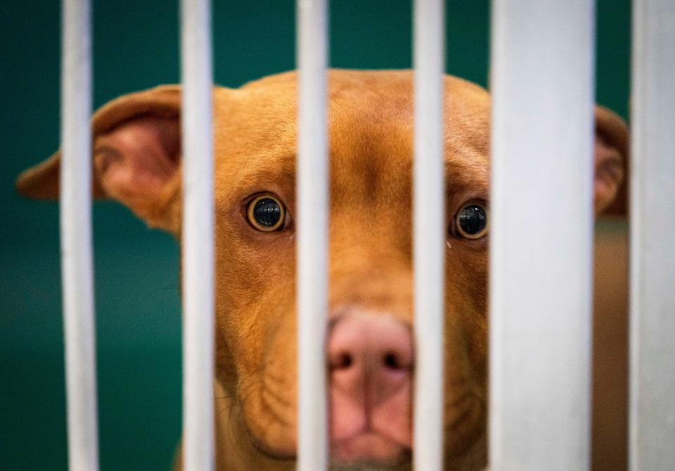 A dog peers through kennel bars waiting to be adopted at Palm Beach County Animal Care and Control on January 25, 2023.