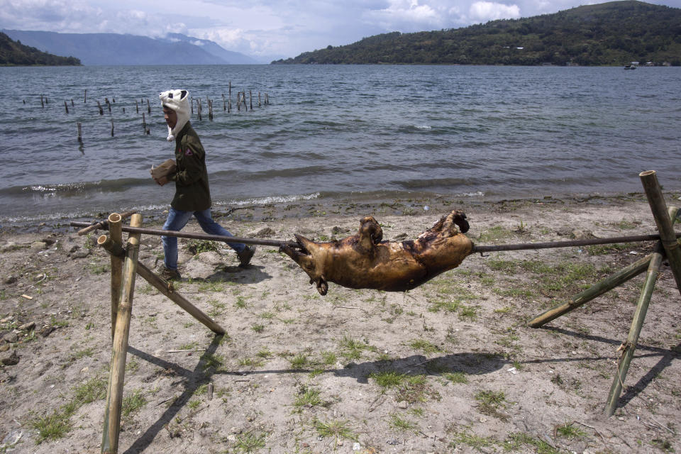 In this Saturday, Oct. 26, 2019, photo, a man walk past a resting roasted pork during Toba Pig and Pork Festival, in Muara, North Sumatra, Indonesia. Christian residents in Muslim-majority Indonesia's remote Lake Toba region have launched a new festival celebrating pigs that they say is a response to efforts to promote halal tourism in the area. The festival features competitions in barbecuing, pig calling and pig catching as well as live music and other entertainment that organizers say are parts of the culture of the community that lives in the area. (AP Photo/Binsar Bakkara)
