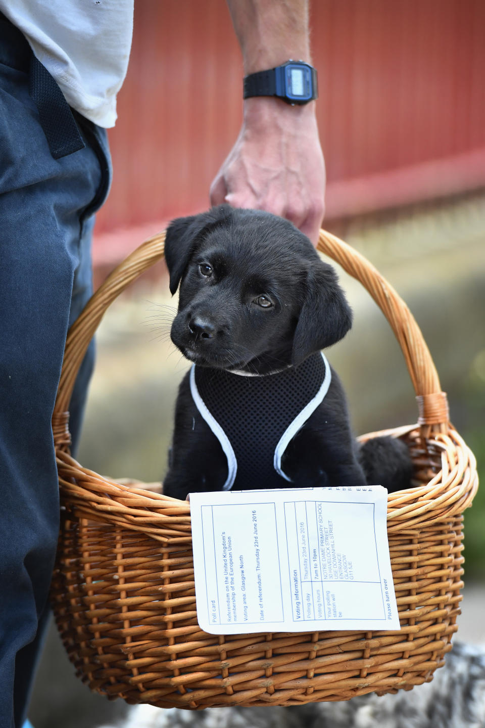 Duke, an eight week old Labrador Collie sits in a basket with his owner's EU referendum polling card outside Notre Dame Primary School polling station on June 23, 2016 in Glasgow, Scotland.&nbsp;