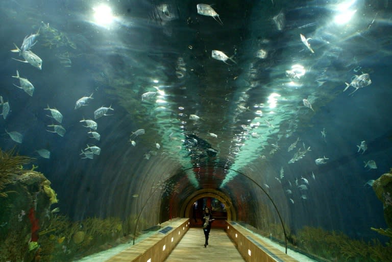 Una persona recorre un túnel del acuario Oceanogràfic de Valencia, en España, el 12 de diciembre de 2002 (José Jordán)