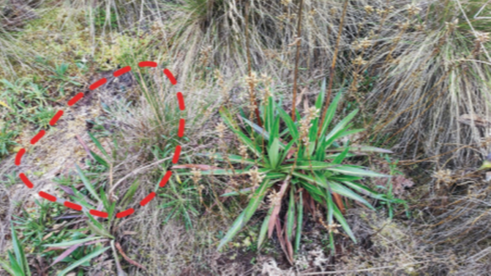 Scientists indicated where they found the snake sunbathing.