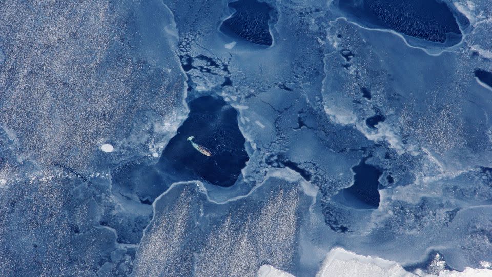 A female narwhal surfaces in an open ocean area surrounded by sea ice near western Greenland. As oceans warm and annual sea ice expansion is delayed, narwhals are threatened by flash freezing, which could trap them underwater with no open ocean to breathe through. - Kristin Laidre/Handout/Reuters