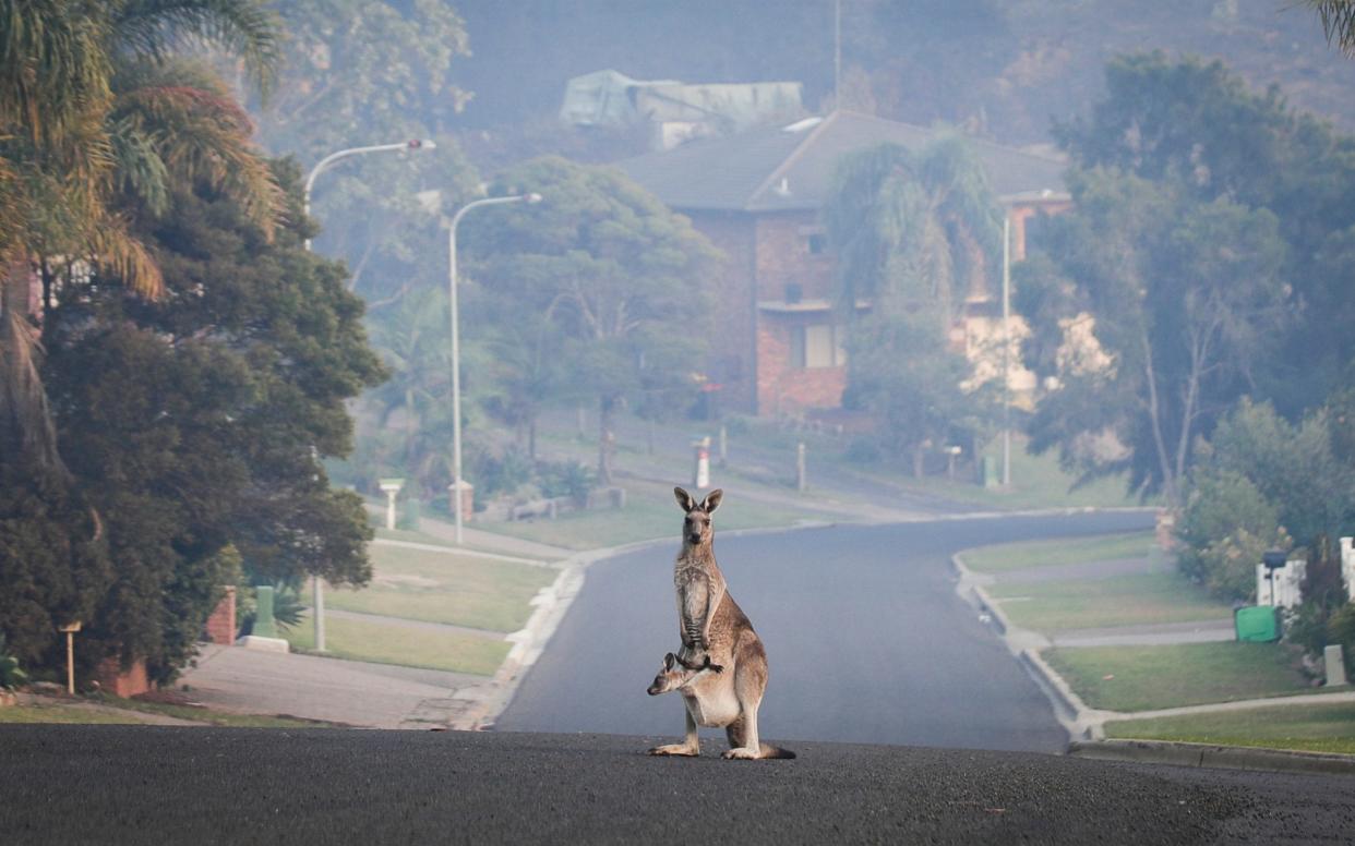 A Kangaroo on the empty street of Wildlife Drive in Tathra on the NSW south coast - Fairfax Media