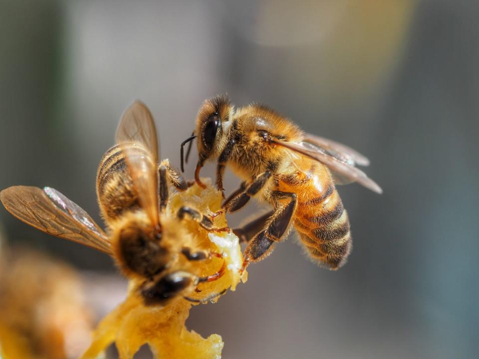 <p><strong>Honey Bee <br><br></strong>It makes sense that the Garden State would pick these prolific pollinators as their top bug. </p>