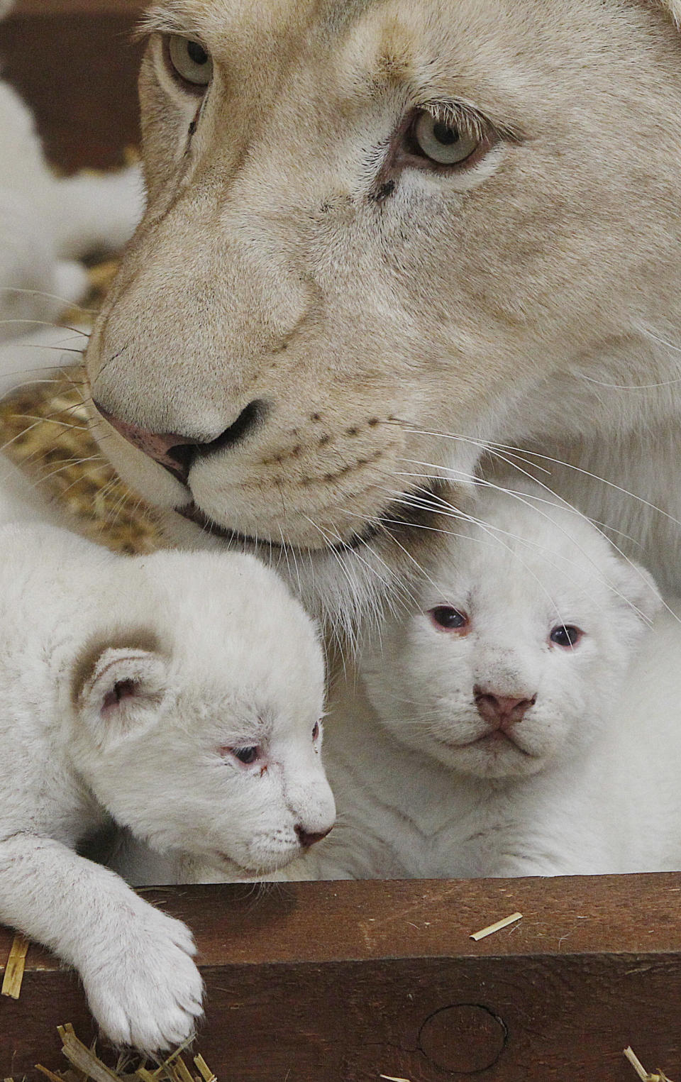 White lioness Azira lies in their cage with two of her three white cubs that were born last week in a private zoo in Borysew, in central Poland, on Tuesday, Feb. 4, 2014. Zoo owner Andrzej Pabich says white lions often have defects the prevent giving birth, or the mother rejects her cubs, but two and a half-year-old Azira has been patiently feeding and caring for her little ones, as three and a half-year-old Sahim, who fathered them, watches from a neighboring cage. (AP Photo/Czarek Sokolowski)